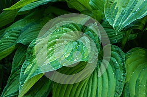 Green leaf of plant hosta with water drops