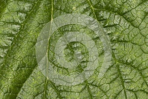 Green leaf of plant, macro picture from above.