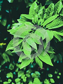 green leaf in the plant