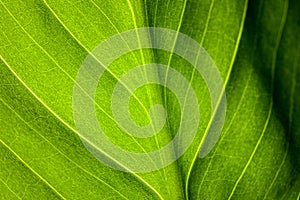 Green leaf of the plant with the structure of nutrient vessels, the biochemistry of photosynthesis, processing of carbon dioxide b