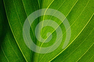 green leaf of the plant with the structure of nutrient vessels, the biochemistry of photosynthesis, processing of carbon dioxide b