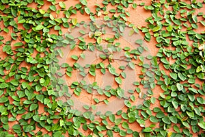 Green leaf plant wall