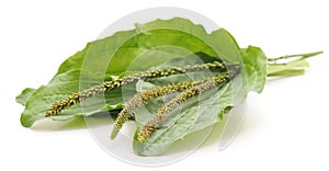 Green leaf of plantain.