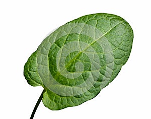 Green leaf plantain isolate