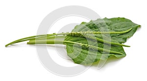 Green leaf of plantain