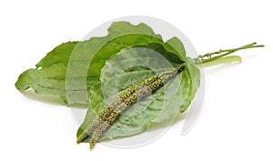 Green leaf of plantain