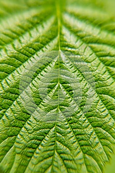 Green leaf plants close up. Macro. Textured background