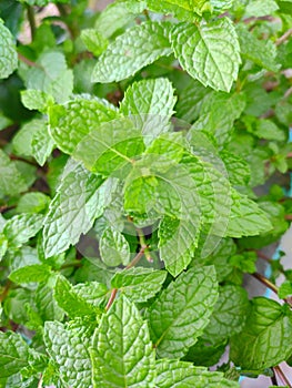 Green leaf plants in the garden.