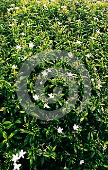 Green leaf plants in the garden