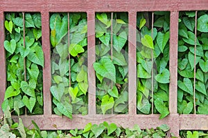 Green leaf plants in heart shape pattens growing on steel fence background