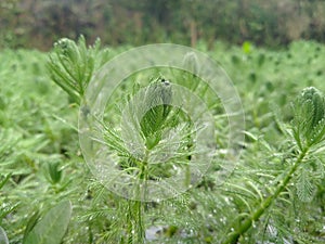 green leaf plants with waterdrops background