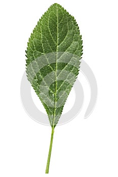 Green leaf of a plum