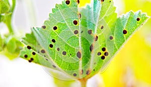 Green leaf with Puccinia malvacearum disease