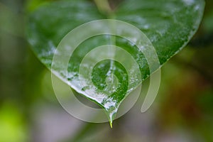 green leaf after rain