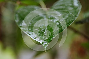 green leaf after rain