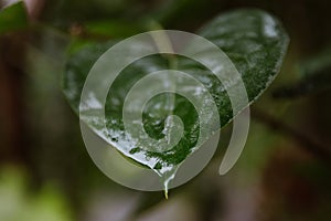 green leaf after rain