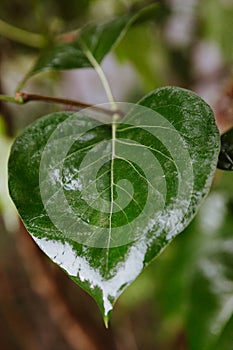 green leaf after rain