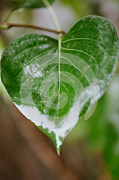 green leaf after rain