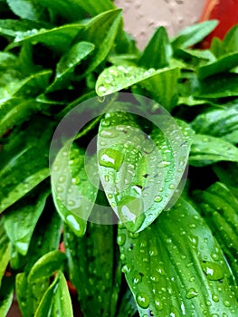 Green leaf rain beautiful droplets