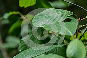 Green leaf with rain drop in jungle