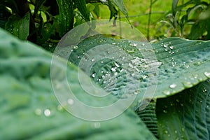 Green leaf with rain drop in jungle. Water drop on leaves. Green leaf texture background with minimal pattern