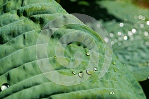 Green leaf with rain drop in jungle. Water drop on leaves. Green leaf texture background with minimal pattern