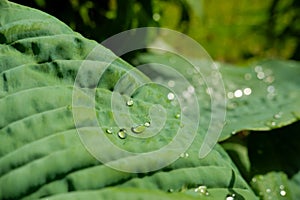 Green leaf with rain drop in jungle. Water drop on leaves. Green leaf texture background with minimal pattern