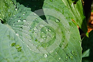 Green leaf with rain drop in jungle. Water drop on leaves. Green leaf texture background with minimal pattern
