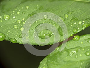 green leaf rain drop macro