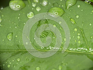 green leaf rain drop macro