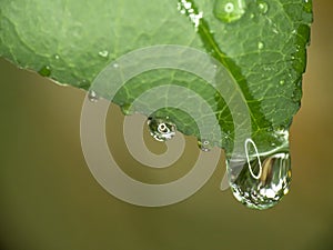 green leaf rain drop macro