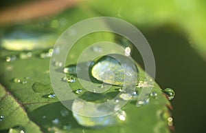 green leaf rain drop macro