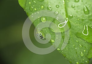 green leaf rain drop macro