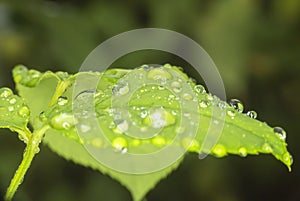 green leaf rain drop macro