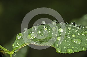 Green leaf rain drop macro