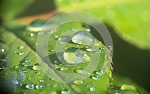 Green leaf rain drop macro