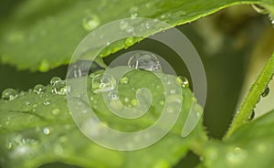 Green leaf rain drop macro