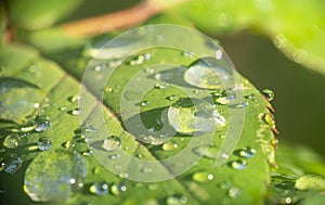 Green leaf rain drop macro