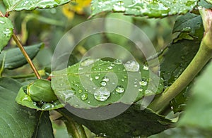 Green leaf rain drop macro