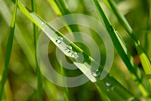 Green leaf with rain droplets