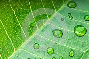 Green leaf with rain droplets
