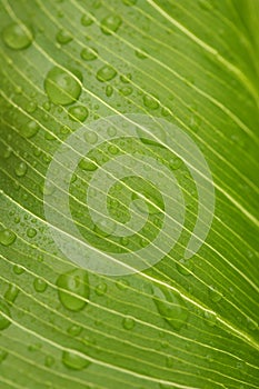 Green leaf with rain droplets