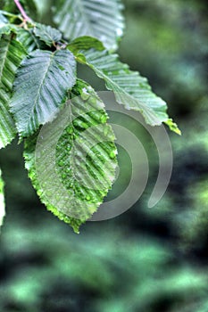 Green Leaf in rain drops