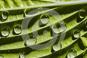 Green leaf with rain drops