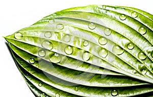 Green leaf with rain drops