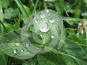 Green leaf with rain drops