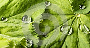 A green leaf with rain drops close up