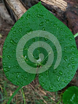 Green leaf with rain drops loking cenimatic pakistan