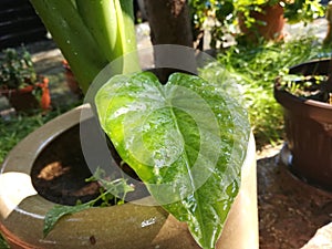 Green leaf, rain drops, water