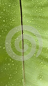 Green leaf with rain water drops